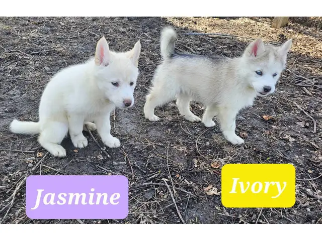 8 weeks old Siberian Husky puppies - 2/13