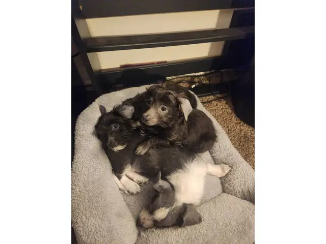 3 cute baby boy Chiweenie puppies for sale - 1/10
