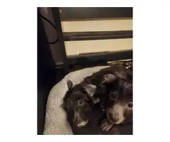 3 cute baby boy Chiweenie puppies for sale - 5
