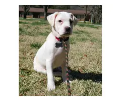 Adorable Pit Bull Terrier mix rescue pups - 1