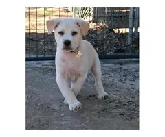 Adorable Pit Bull Terrier mix rescue pups - 3