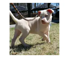 Adorable Pit Bull Terrier mix rescue pups - 4