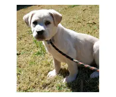 Adorable Pit Bull Terrier mix rescue pups - 5