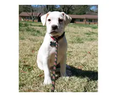 Adorable Pit Bull Terrier mix rescue pups - 6