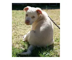 Adorable Pit Bull Terrier mix rescue pups - 7