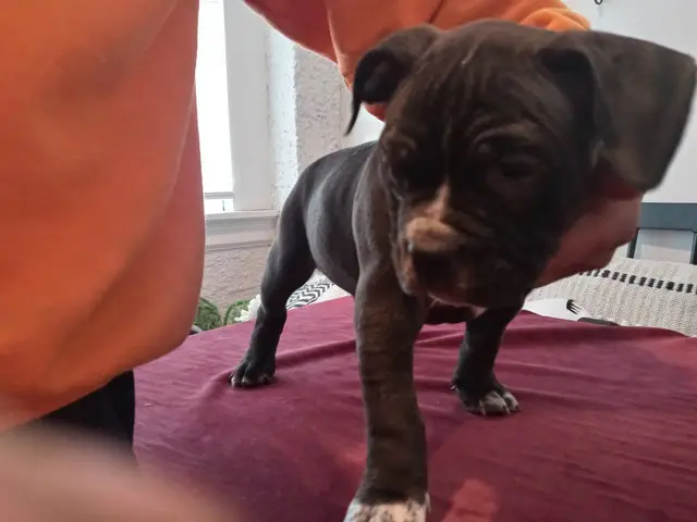 8 American Pocket Bully puppies for sale - 1/10