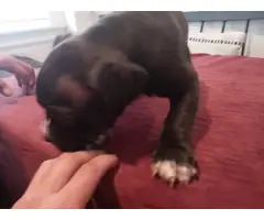 8 American Pocket Bully puppies for sale - 2