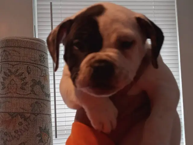 8 American Pocket Bully puppies for sale - 4/10