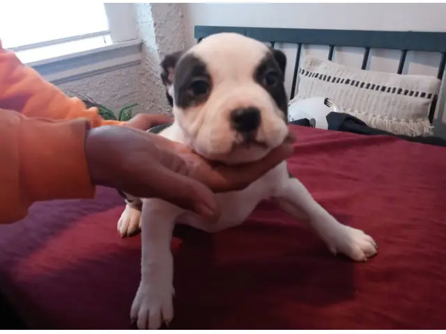 8 American Pocket Bully puppies for sale - 5/10