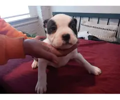 8 American Pocket Bully puppies for sale - 5