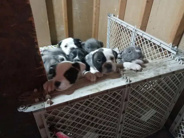 8 American Pocket Bully puppies for sale - 7/10