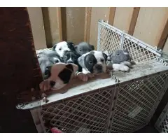 8 American Pocket Bully puppies for sale - 7