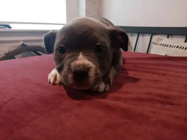 8 American Pocket Bully puppies for sale - 8/10