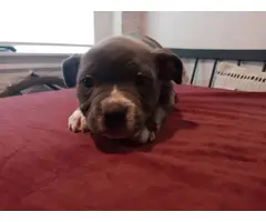 8 American Pocket Bully puppies for sale - 8