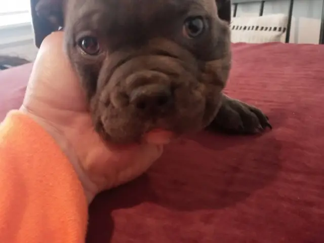 8 American Pocket Bully puppies for sale - 10/10