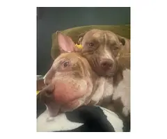 Red noses pitbull puppies - 7