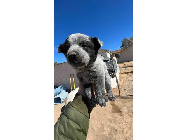 2 male Blue Heeler puppies currently available - 1/4