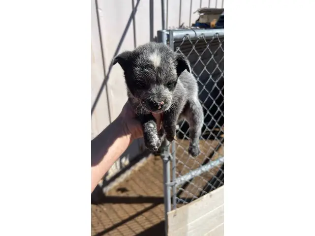 2 male Blue Heeler puppies currently available - 2/4