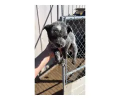 2 male Blue Heeler puppies currently available - 2