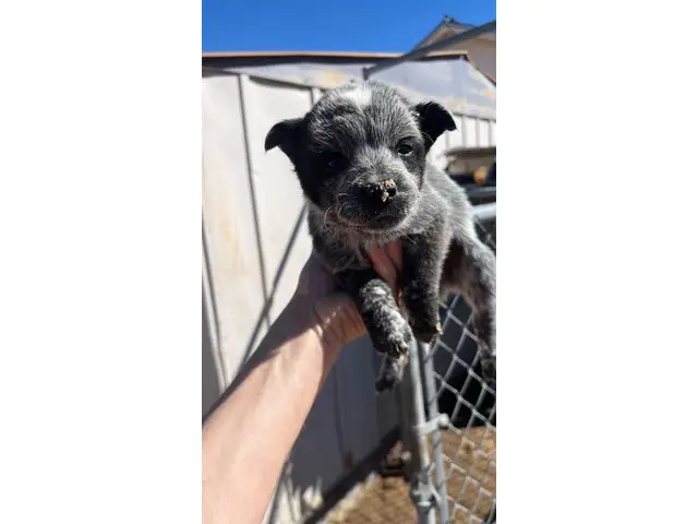 2 male Blue Heeler puppies currently available - 3/4