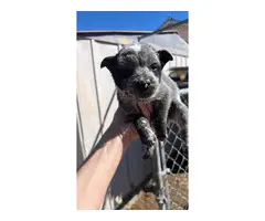 2 male Blue Heeler puppies currently available - 3