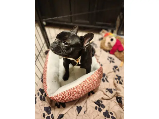 4 months old Frenchy puppy - 1/7