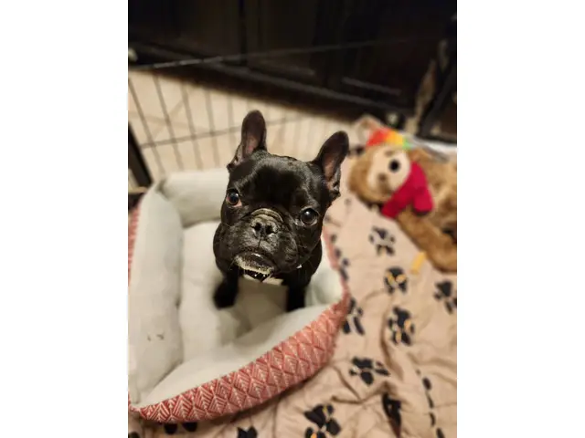 4 months old Frenchy puppy - 3/7