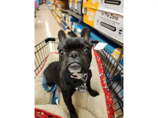4 months old Frenchy puppy - 4/7
