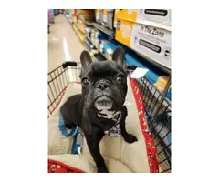 4 months old Frenchy puppy - 4