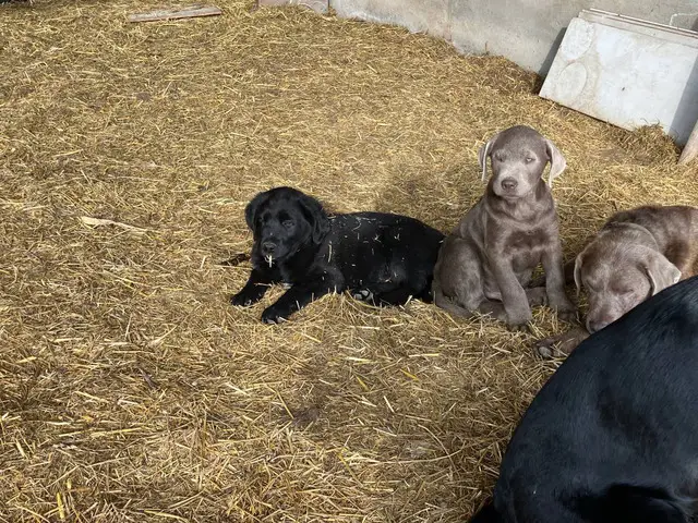 3 Labrador retriever puppies for sale - 1/4