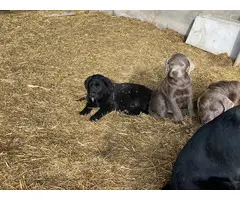 3 Labrador retriever puppies for sale