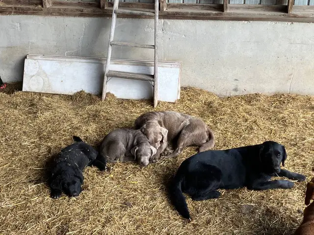 3 Labrador retriever puppies for sale - 2/4