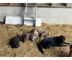 3 Labrador retriever puppies for sale - 2