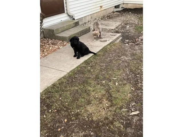 3 Labrador retriever puppies for sale - 3/4