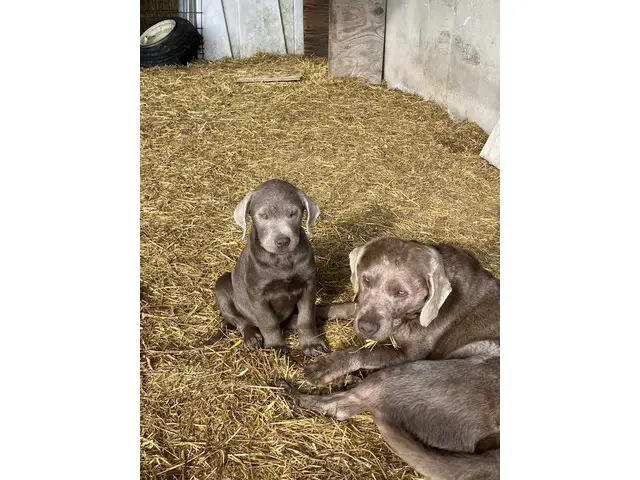 3 Labrador retriever puppies for sale - 4/4