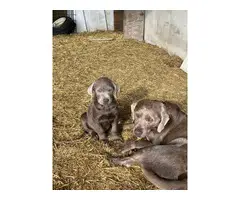3 Labrador retriever puppies for sale - 4