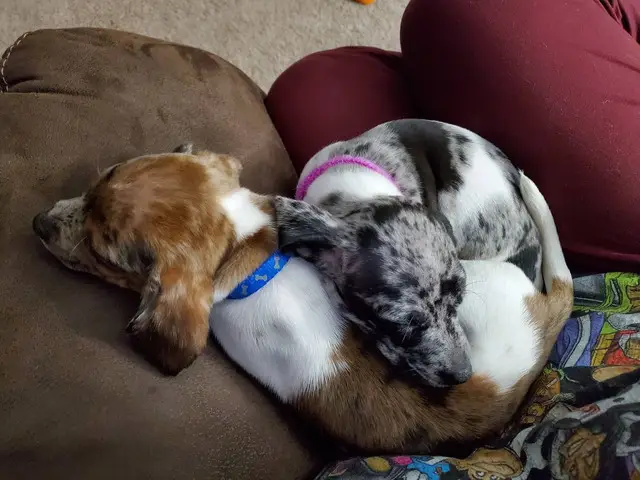 10 week old Chiweenie brother and sister - 1/3