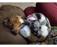 10 week old Chiweenie brother and sister - 1
