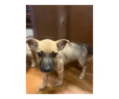 3 months old German Pit Puppies - 6