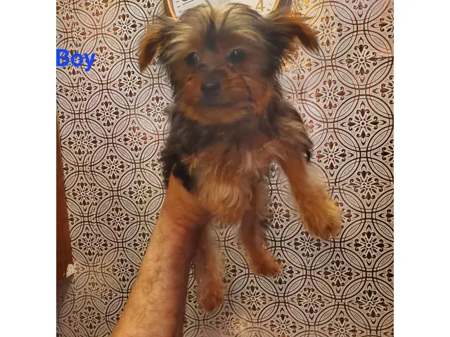 1 male and 1 female Yorkshire Terrier puppies - 2/10