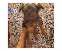1 male and 1 female Yorkshire Terrier puppies - 2
