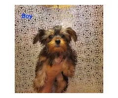 1 male and 1 female Yorkshire Terrier puppies - 3