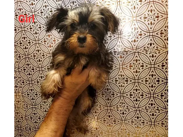 1 male and 1 female Yorkshire Terrier puppies - 4/10