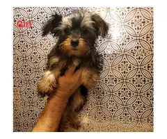 1 male and 1 female Yorkshire Terrier puppies - 4