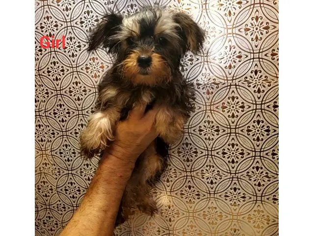 1 male and 1 female Yorkshire Terrier puppies - 5/10