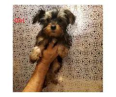 1 male and 1 female Yorkshire Terrier puppies - 5