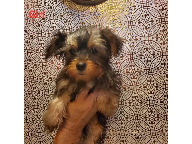 1 male and 1 female Yorkshire Terrier puppies - 7/10