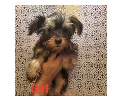 1 male and 1 female Yorkshire Terrier puppies - 8