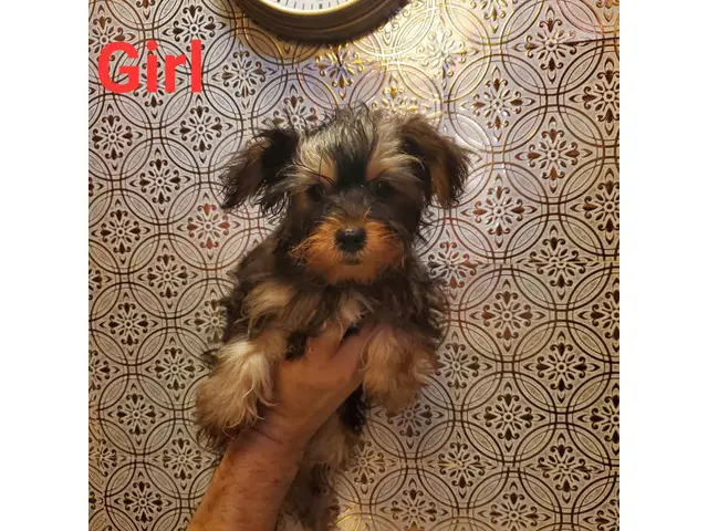 1 male and 1 female Yorkshire Terrier puppies - 9/10