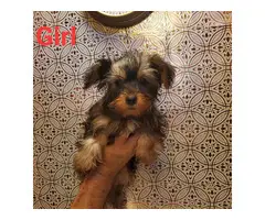 1 male and 1 female Yorkshire Terrier puppies - 9